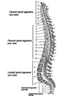 Osteopatia